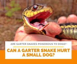 This picture was taken in algonkian park in northern virginia by hannah and christian cantrell. Are Garter Snakes Poisonous To Dogs