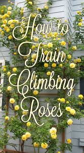 This Article Gives You All The Information You Need To Train And Prune Your Climbing Rose And Help It Reach New Heigh Climbing Roses Growing Roses Garden Vines