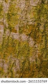 Image result for Lannea welwitschii