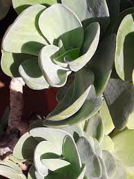 Flanaganii is native to south africa. Cotyledon L Colombian Plants Made Accessible