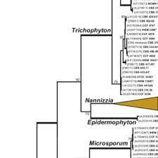 Check spelling or type a new query. Pdf Common And Emerging Dermatophytoses In Animals Well Known And New Threats