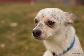 Adopt Peter On Chihuahua Dogs Humane Society Chihuahua