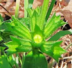 Image result for Leucas sexdentata