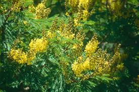 Image result for Peltophorum africanum