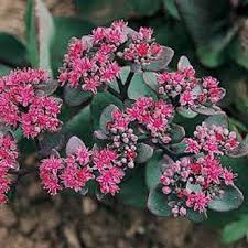 Image result for Sedum