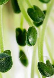 Van helmont had to continuously water his willow tree with many more pounds of water than. Plant Physiology Intechopen