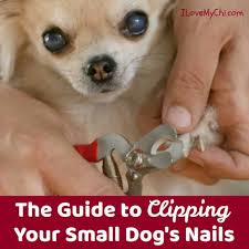 Cutting dog's nails is very important for your pet's health. The Guide To Clipping Your Small Dog S Nails I Love My Chi