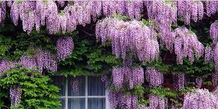 Fiore viola a grappolo / tra orto e giardino: 5 Arbusti Meravigliosi Per Il Vostro Giardino Best5 It