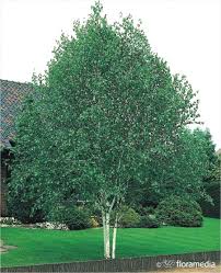 Brzoza brodawkowata / betula verrucosa. Brzoza Pozyteczna Doorenbos Betula Utilis Doorenbos Szkolka Bor