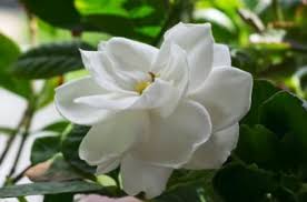 Gardenia Plant Care Lovetoknow Gardenia Plant White Flowering Shrubs Gardenia Shrub