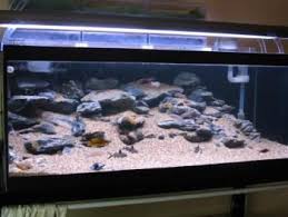 814a Fish Tank Design African Cichlid Aquarium Cichlid Aquarium