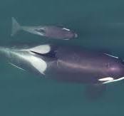 Orca baby born to L pod | The Seattle Times