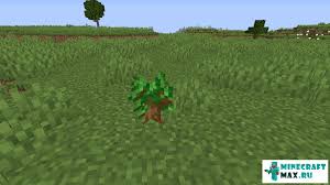 Wanted to show you guys how to plant the trees producing the fanciest wood, and how to use thee infamous dark oak saplingsfollow me on twitter @: Dark Oak Sapling Saplings How To Craft In Minecraft