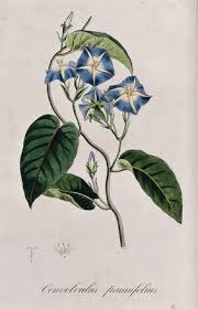 Image result for Convolvulus farinosus