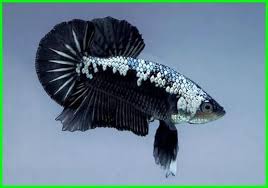Nama Jenis Ikan Cupang Plakat Beserta Gambar Dan Harganya Daftarhewan Com Ikan Cupang Ikan Betta