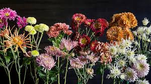 Whether looking for a floral arrangement find your favorite flower in our grand collection of floral arrangements including roses, tulips, carnations, orchids, lilies, and more. Chrysanthemum Elegant Symbolic Flowers For Autumn Bouquets Sunset Sunset Magazine