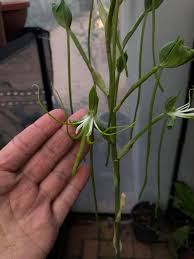 Image result for Bonatea steudneri