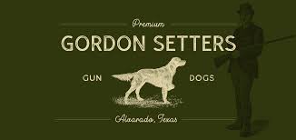 We did not find results for: Greenbriar Gun Dogs Gordon Setter Puppies For Sale Alvarado Texas