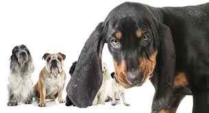 White traces on chest and feet are permitted, as well as a redbone coonhounds need to be exercised daily. Coonhound Mixes Which One Will Be Your Perfect Puppy