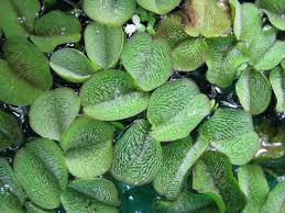 Image result for Salviniaceae