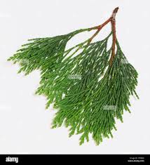 Image result for Calocedrus decurrens