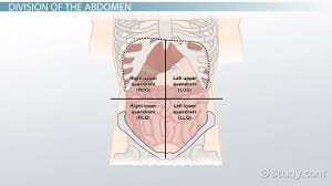 Structures contained in the four quadrants of the abdomen plus additional bonus classroom activity. The 4 Abdominal Quadrants Regions Organs Video Lesson Transcript Study Com