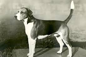 Image result for Harrier dog