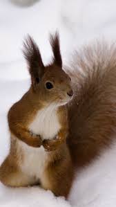 Sep 25, 2020 · your iphone will let you know that your homepod is ready to use. Squirrel High Quality Wallpapers For Iphone