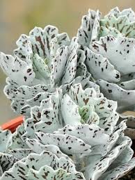Kalanchoe Rhombopilosa Bom Dia Senhor Tudo Esta Em Vosso Poder E Ninguem Pode Resistir Vossa Vontade Succulents Plants Planting Succulents