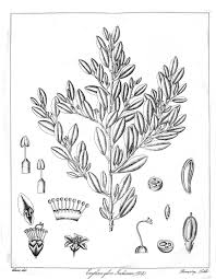 Image result for Erythroxylum emarginatum