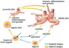 Humans, animals, and plants are examples of eukaryotes. Genetic Recombination In Eukaryotes Meiosis Schoolworkhelper
