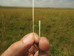 Image result for Tristachya rehmannii