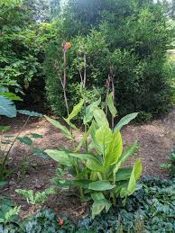 Image result for Cannaceae