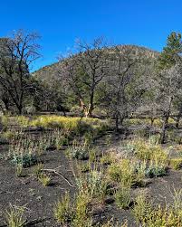 Image result for Craterispermum