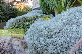 Image result for Helichrysum kirkii