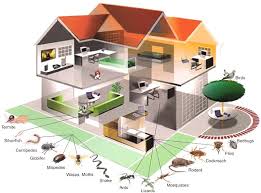 Keeping insect pests under control can be tricky business when you have household pets. How To Safeguard Pets During Pest Control Treatment By Tactical Pest Medium