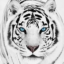 Magnífico, sencillamente me encantó, empezando por su nombre tigre blanco. Fondo De Pantalla De Tigre Blanco Hd Apps En Google Play