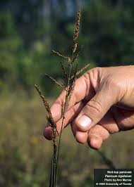 Image result for Panicum infestum