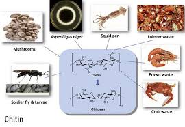Crustaceans pronunciation in english en krʌˈsteɪʃn̩z. Chitin Market To Sees A Pronounce Growth During 2020 2025 With