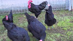 The jersey giant is the largest chicken breed in the united states, and one of the largest in the world. Jersey Giant Huhner Riesenhuhner Mit Ausdruck Und Guter Leistung