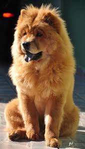 Chowchowpuppypics Chow Chow Puppy Chow Dog Breed Chow Chow Dogs