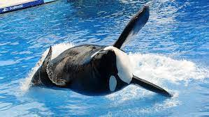 SeaWorld deixará de fazer espetáculos com orcas em San Diego |  Internacional | EL PAÍS Brasil