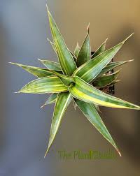 Image result for Corallocarpus bainesii