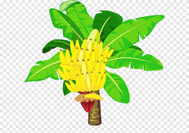 Cartoon palm tree banana cartoon banana leaf jungle web. Yellow Banana Illustration Banana Cartoon Banana Food Leaf Png Pngegg