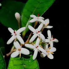 Image result for Coptosperma