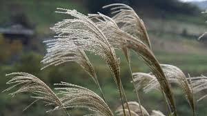 Image result for Miscanthus sinensis