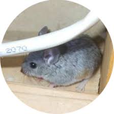 Po box 9473 bullhead city az 86427. Tucson Exterminators Ama Exterminating Pest Control Termites Bees Weed Etc