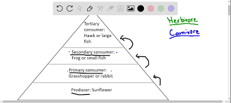 Best Information About Rabbit Food Chain(Basic Tips & Guide)