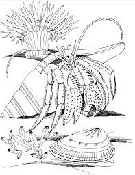 Hermit Crab Coloring Dover Coloring Pages Ocean Coloring Pages Coloring Pages