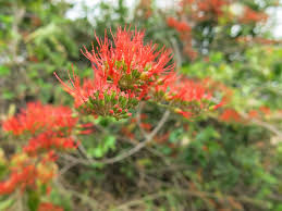 Image result for Litogyne gariepina